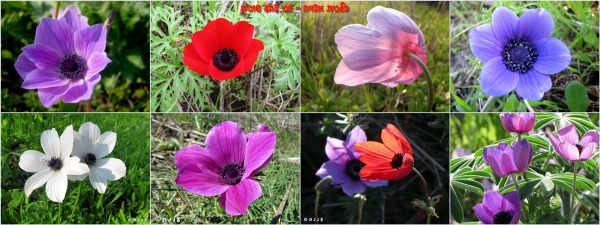 page_anemone