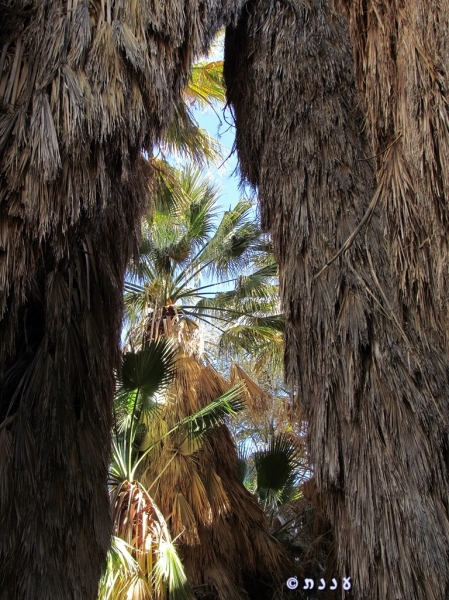 california fan palm
