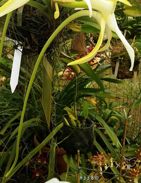 Darwin's Orchid
